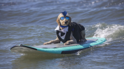 Pet owners put best paw forward with Dog Surfing Championships set for next month | Check pictures